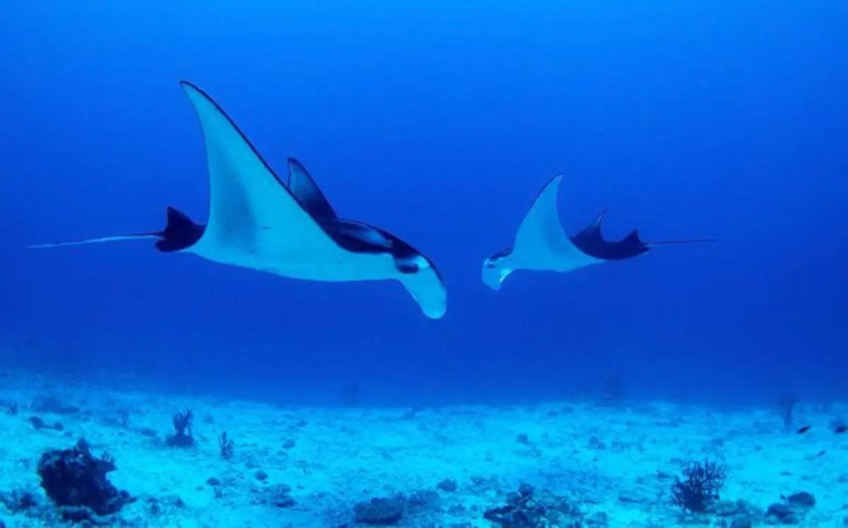 White Sandy Beach-Best Manta Snorkeling Tethi Dış mekan fotoğraf