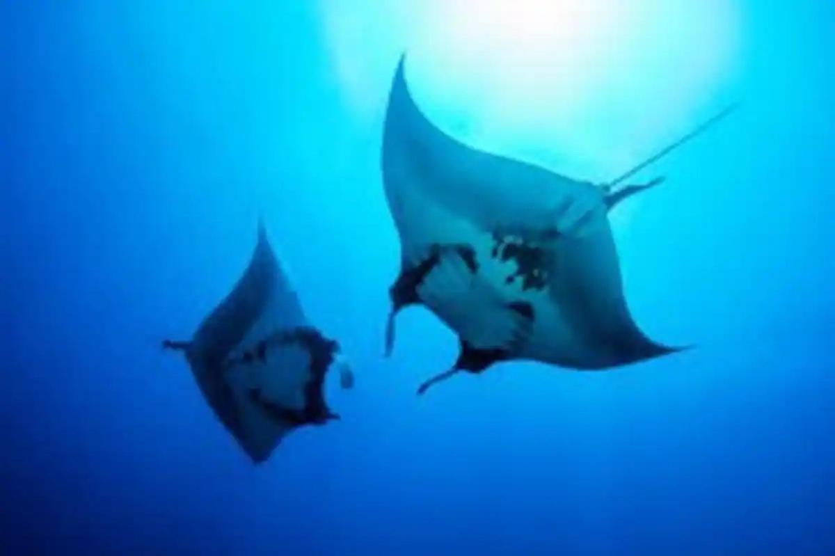 White Sandy Beach-Best Manta Snorkeling Tethi Dış mekan fotoğraf